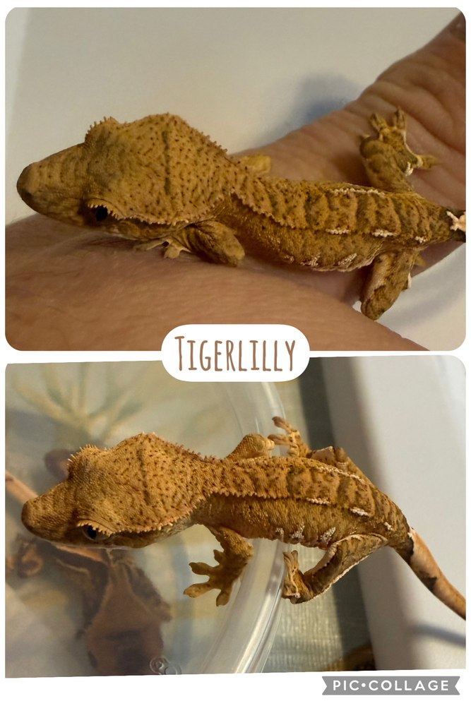 Tigerlily