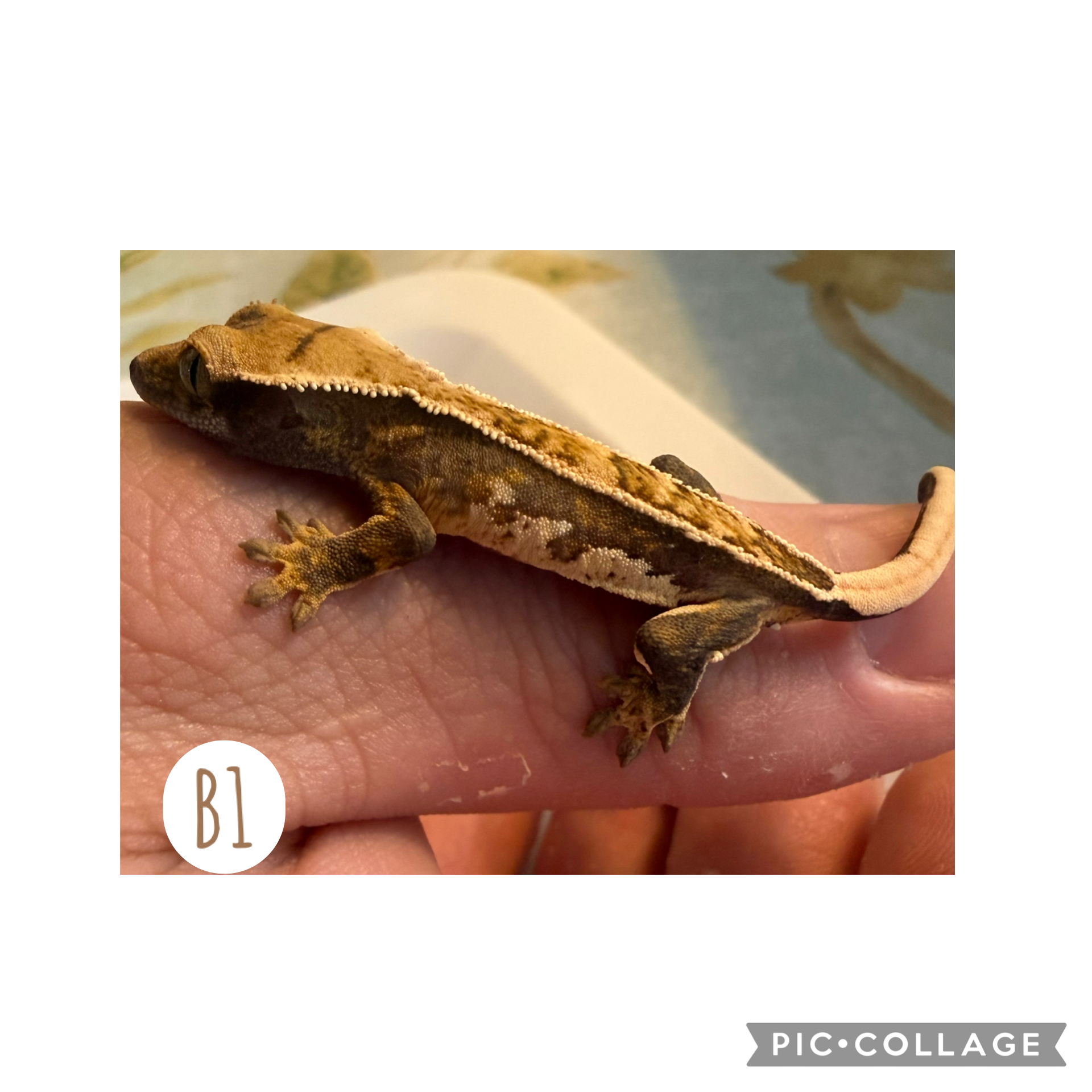 B1- Splat — Harlequin, Pinstripe, Black Base, Emptyback