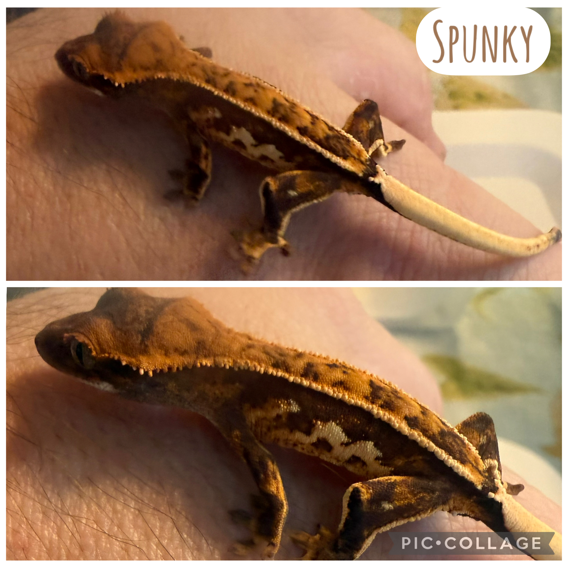 B2 Spunky — Harlequin