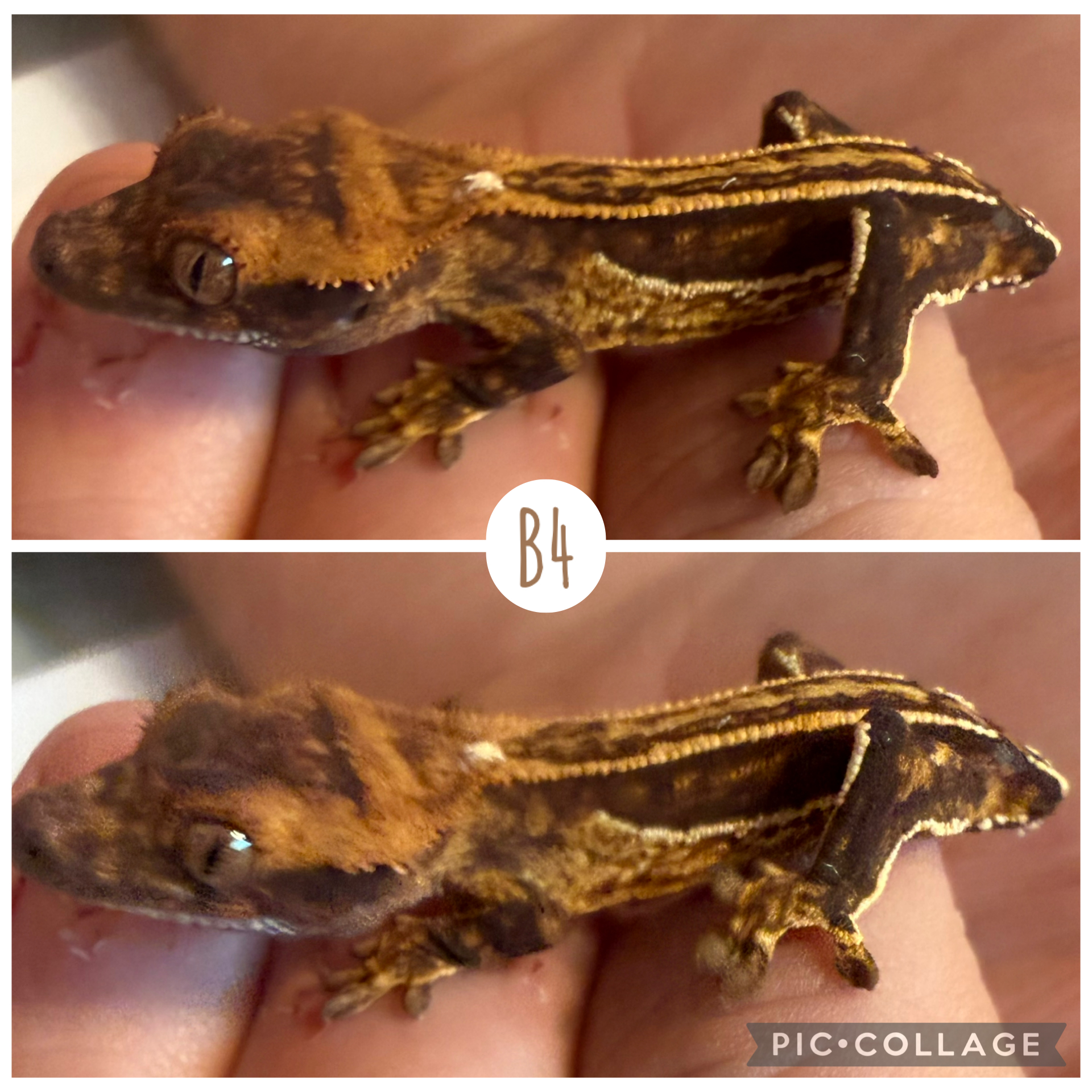 B4 — Harlequin