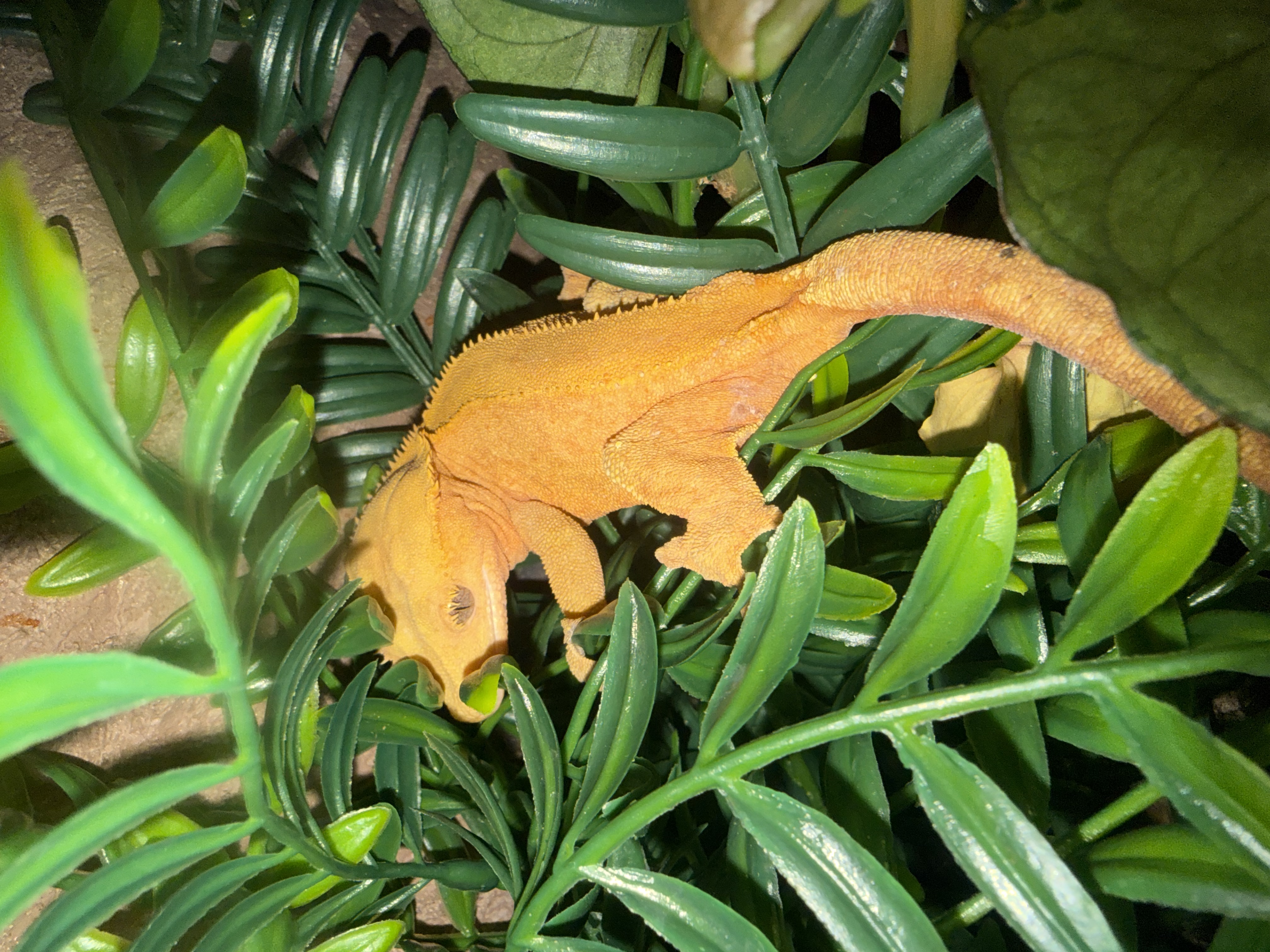 Ember